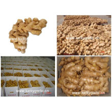 Fresh Ginger Good Quality Cheap Price